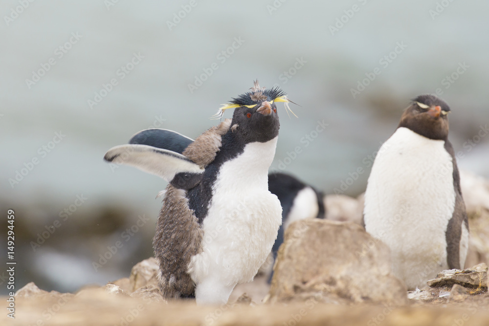 Naklejka premium Molting Rockhopper penguin opening wings.