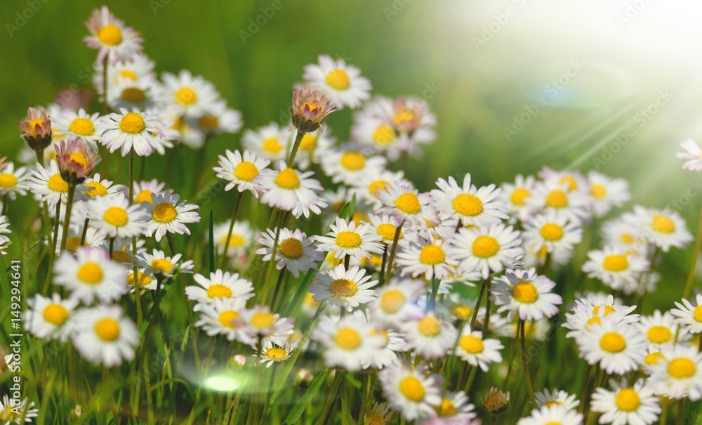 Blümchen Blümchen