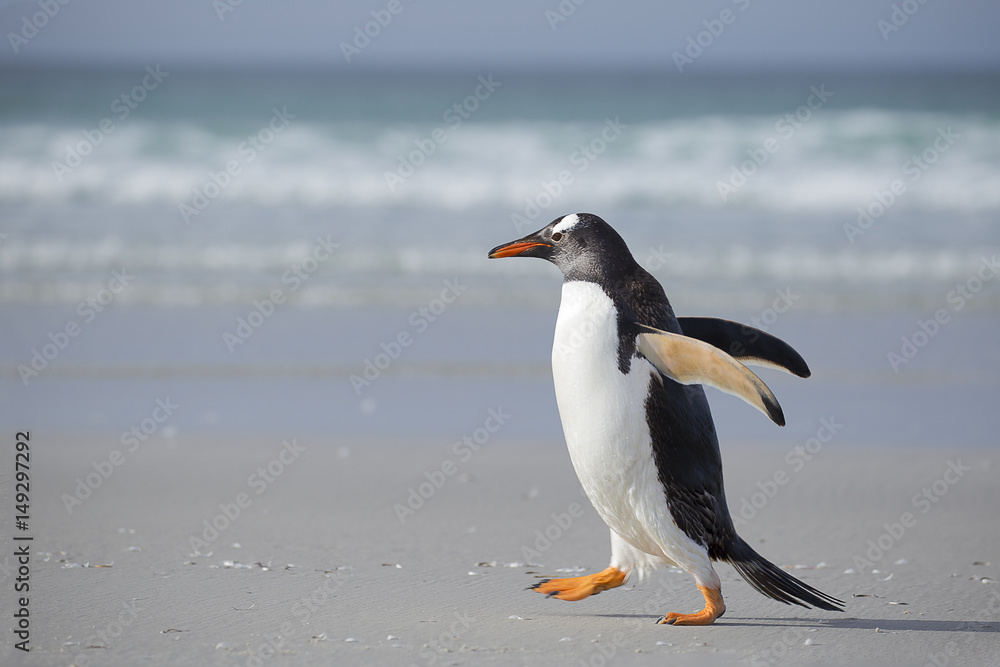 Obraz premium Gentoo penguin walking on the beach in hurry.