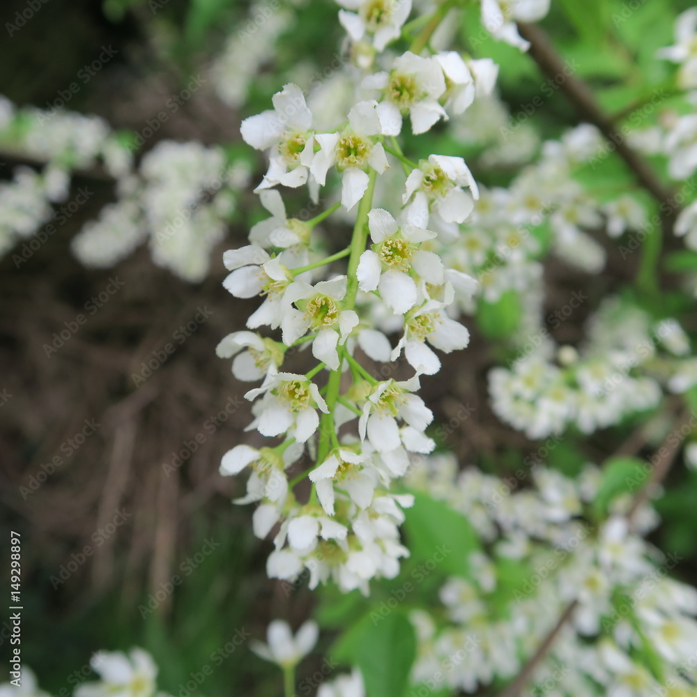 Prunus padus,The black cherry, also called early flowering or European bird cherry, is a local game woods and still be found everywhere today in Nature. Its flower shows from April May in pure white Prunus padus,The black cherry, also called early flowering or European bird cherry, is a local game woods and still be found everywhere today in Nature. Its flower shows from April May in pure white