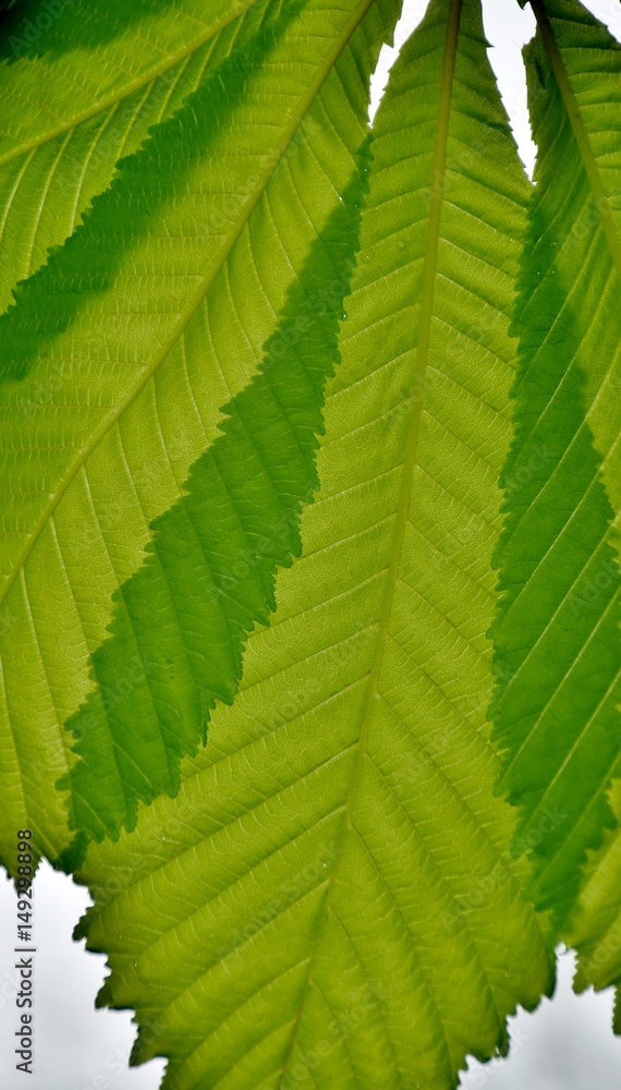 Close up of spring green Chestnut tree leaves Close up of spring green Chestnut tree leaves