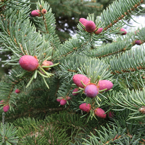 Branch of a common spruce or spruce in flowering time with pink-lighted cones