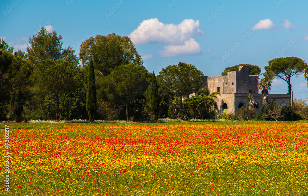 Mediterranean landscape whit olive trees, red poppies and yellow daisies in Salento, Italy