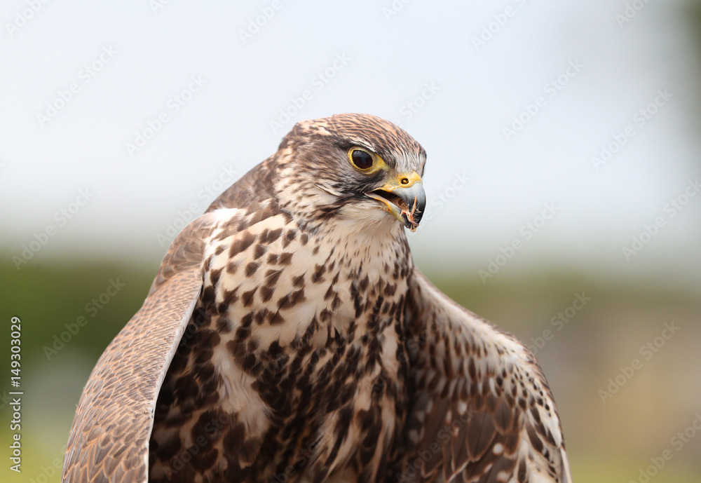 Close up of a Saker Falcon eating Close up of a Saker Falcon eating
