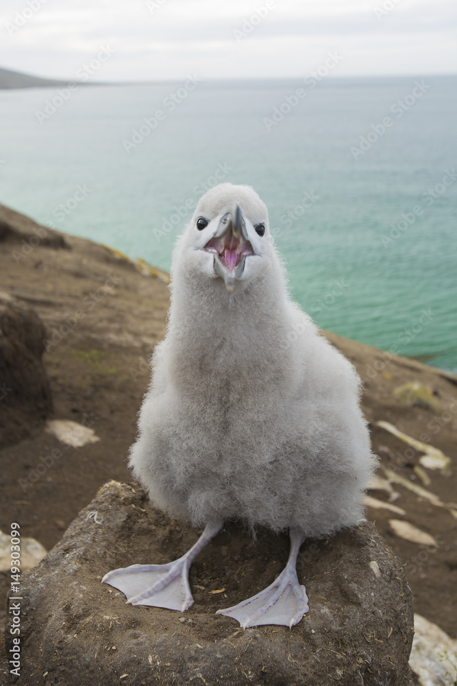 Ταπετσαρία Adorable smiling black-browed albatross baby sitting in the nest.