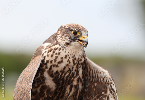Close up of a Saker Falcon eating