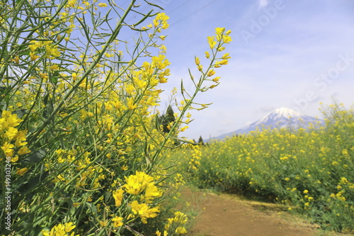 菜の花と富士山 photo