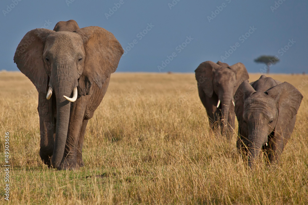 Elephants roaming across the Masai Mara, Kenya