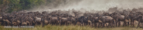 A herd of wildebeest gathering at the Mara River waiting to cross, Masai Mara, Kenya photo