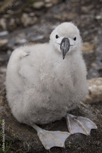Adorable smiling black-browed albatross baby sitting in the nest.