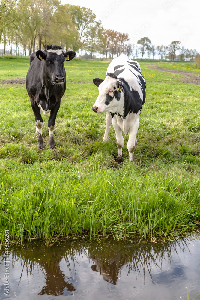 Fototapeta premium Young cows in the meadow
