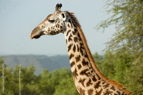 Giraffe Portrait © bluer
