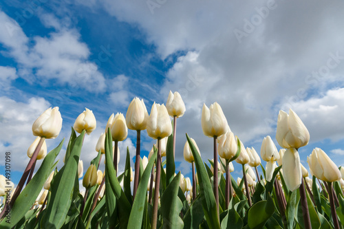 Dutch bulb fields with the famous Tulips