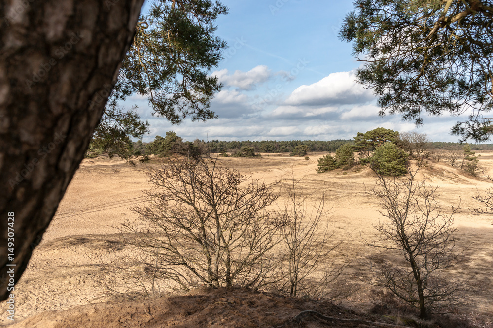 Trees and sand plains at the dutch dessert Trees and sand plains at the dutch dessert