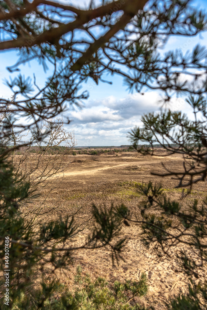 Trees and sand plains at the dutch dessert Trees and sand plains at the dutch dessert