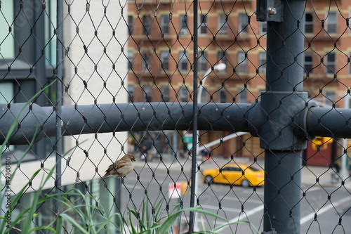 New York through a fence