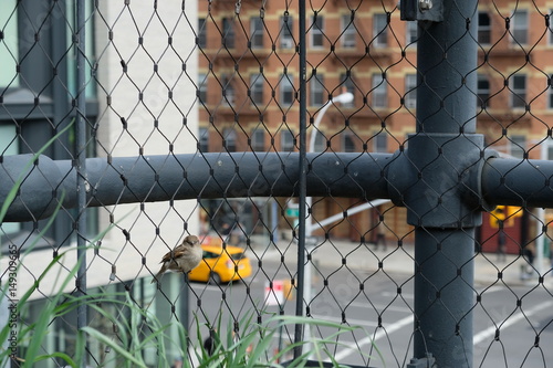 New York through a fence