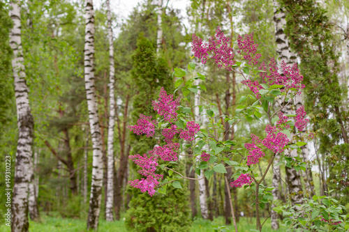 purple flowers and trunk of birch