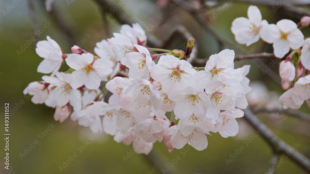Fototapeta premium Cherry blossom in Japan