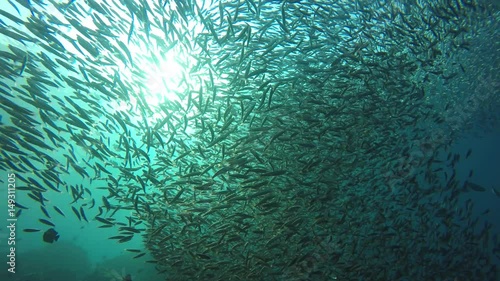 Sardines fish underwater on coral reef