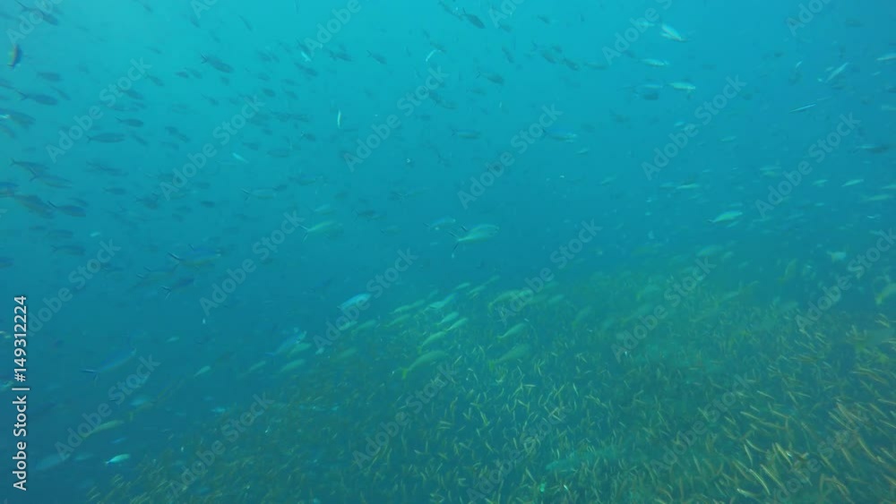 Snapper fish on underwater coral reef Snapper fish on underwater coral reef