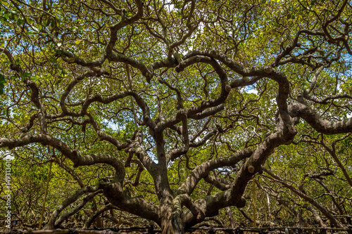 World s Largest Cashew Tree - Pirangi  Rio Grande do Norte  Brazil