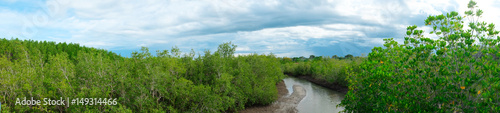 Panorama of mangrove forest  in National Park Thailand