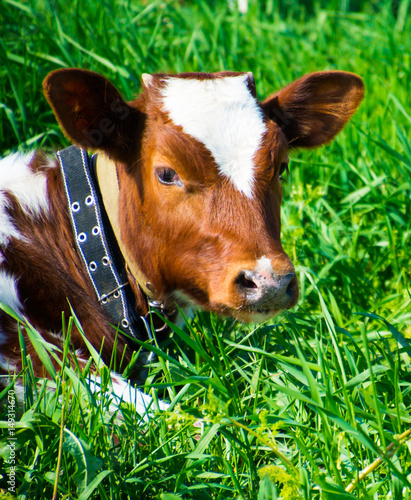 Cow lying in a field with green grass. photo