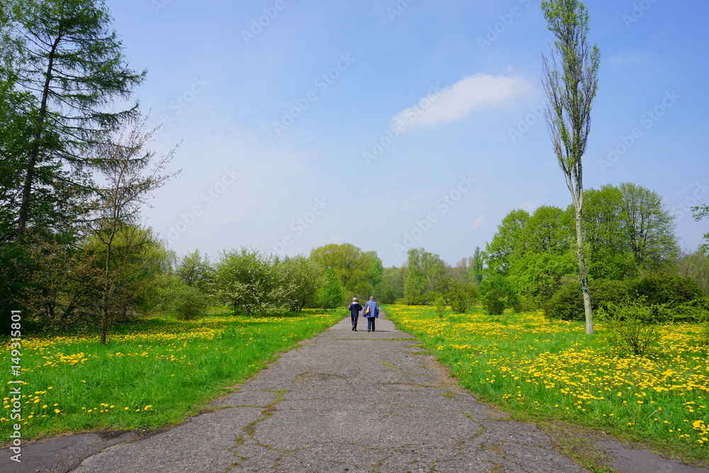 Obraz premium Spring alley in the botanical garden - flowering dandelion - beautiful green areas of the city 