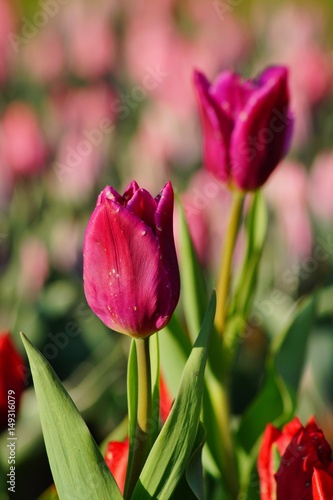 Beautiful tulips - soft focus  