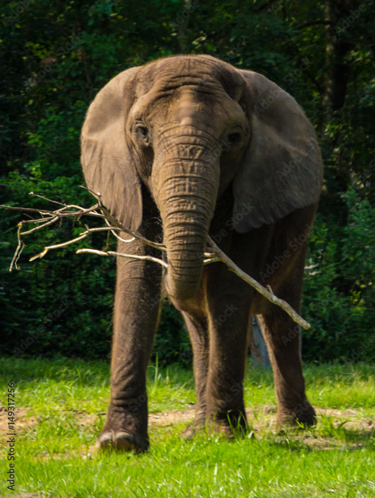 Fototapeta premium African Elephant walking toward you with stick in trunk.