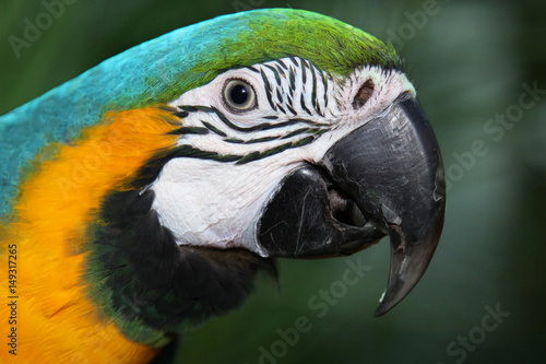 Beautiful parrot closeup