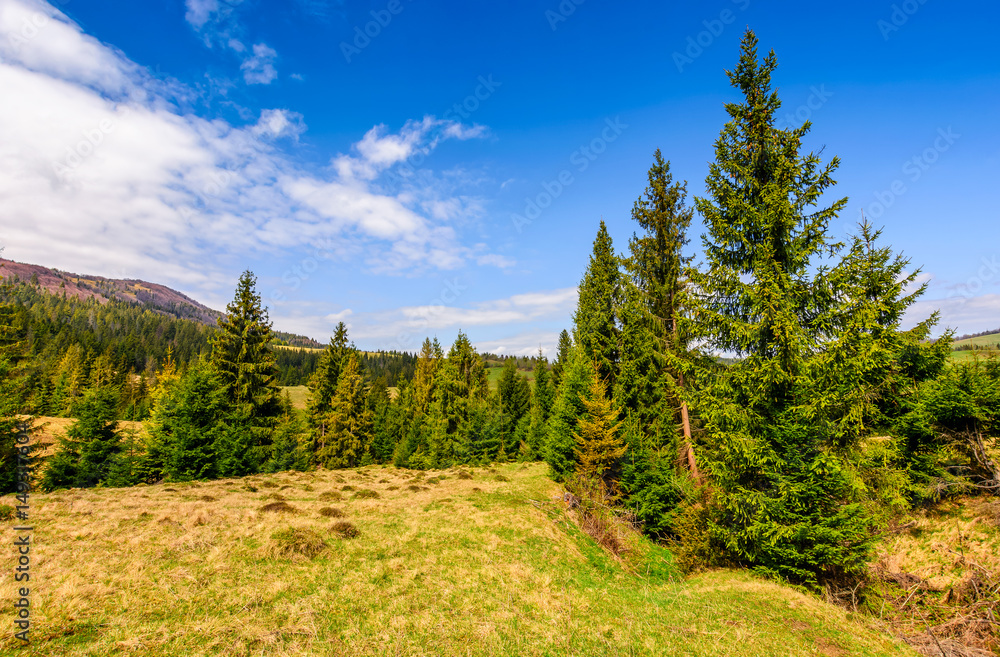 spruce forest in springtime landscape