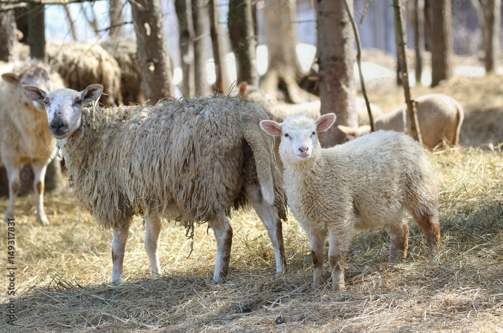 Fototapeta premium moutons
