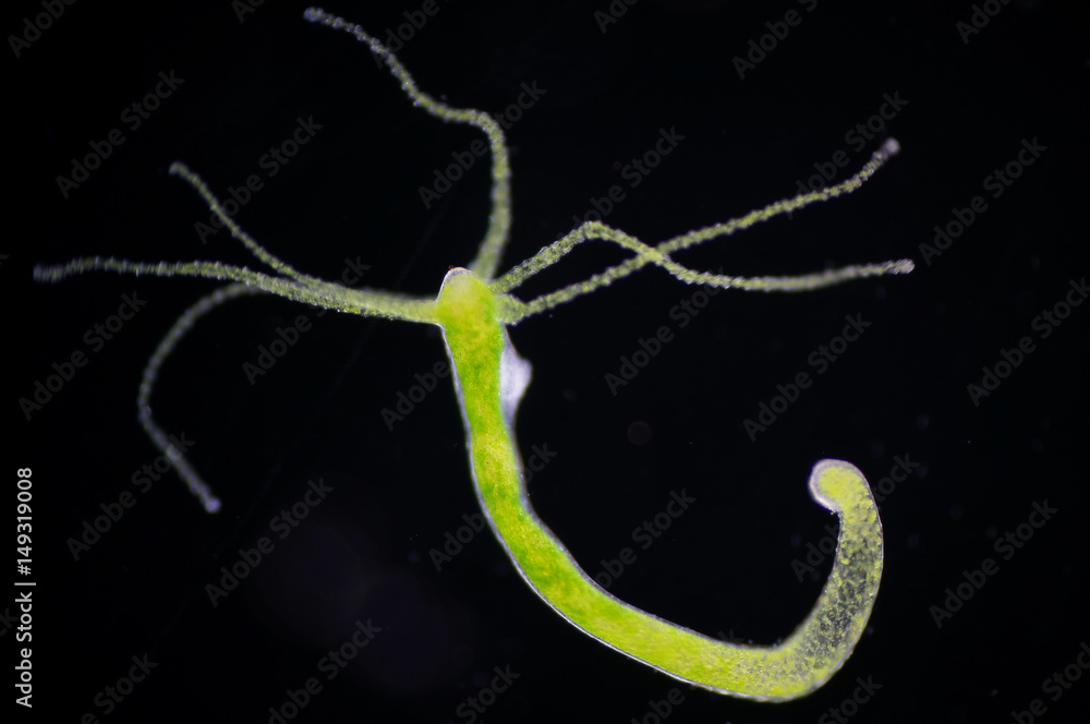 Hydra is a genus of small, freshwater animals of the phylum Cnidaria