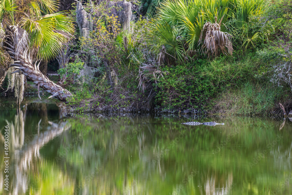 Alligator in the swamp. Alligator in the swamp.