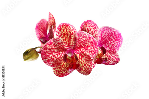 blossoming orchid flower, isolate on white background
