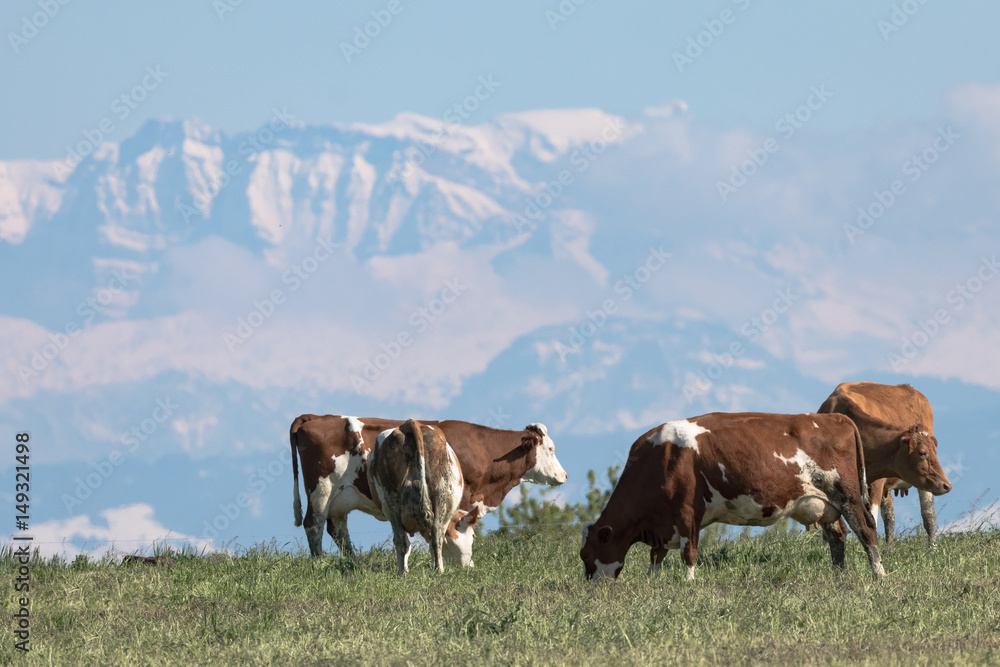 Kühe in den Alpen