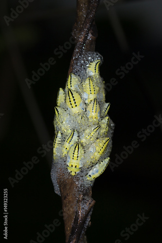 Yellow Spitting bug nest in a tree, Pietermaritsburg, South Africa photo