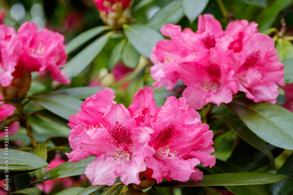 Rhododendron Yakushimanum Hybride 'Bad Zwischenahn' Rhododendron Yakushimanum Hybride 'Bad Zwischenahn'