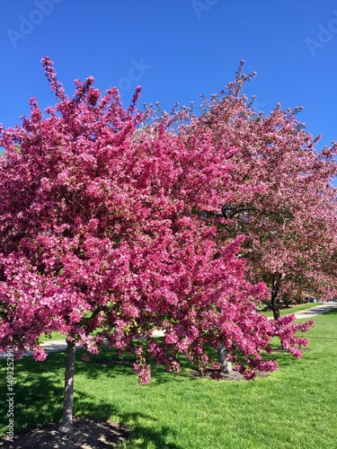 Cherry Blossoms