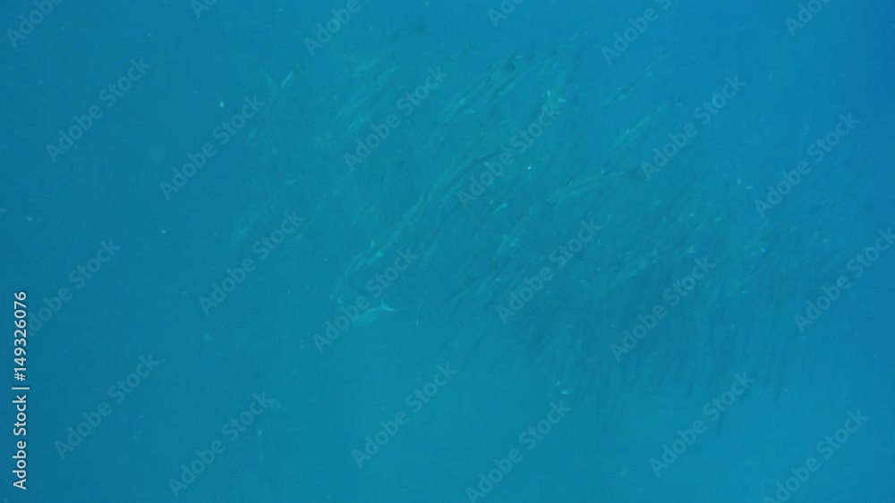 Barracuda fish in ocean Barracuda fish in ocean