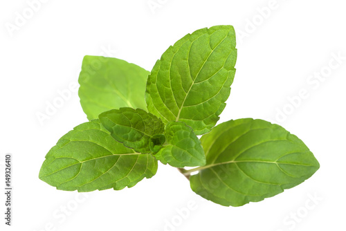 Green juicy elastic mint leaves isolated on white background