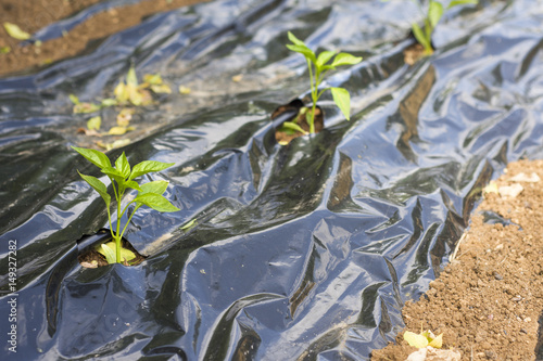 Field, plastic mulch film, biodegradable