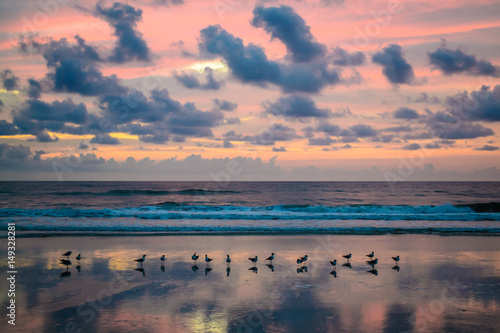 Seagulls in the sunrise on a Florida beach. 