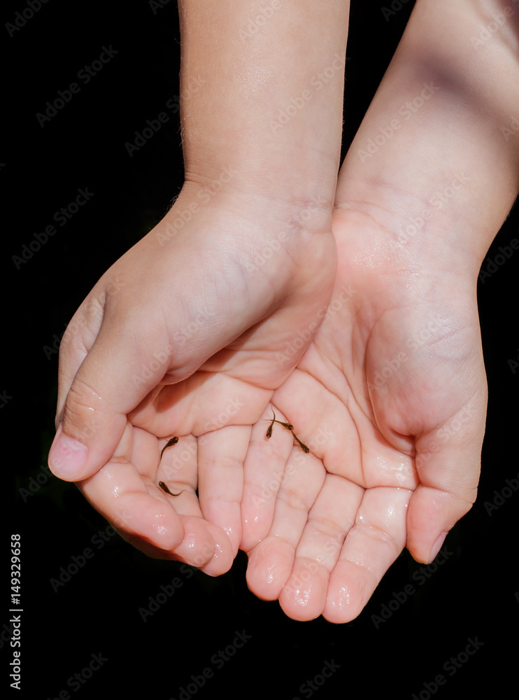 Little fish in two hands palm up Little fish in two hands palm up