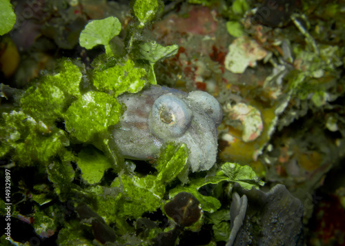 A small cuttlefish hiding in Halimeda algae, Lembeh Strait- Indonesia photo