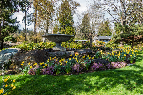 Fototapeta Naklejka Na Ścianę i Meble -  Daffodils And Fountain 2