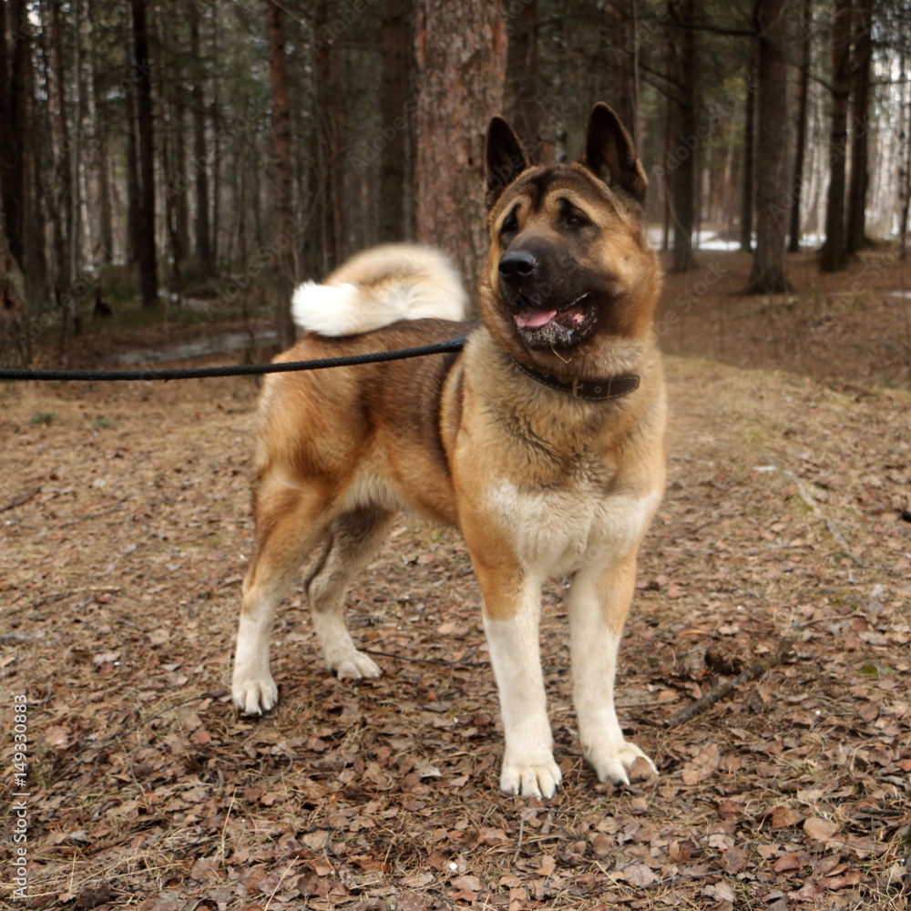 a big dog on a walk on a leash, drooling flews