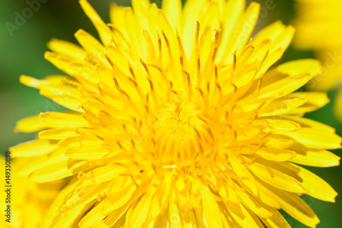 yellow dandelion  close up